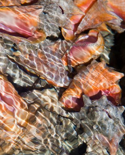 Conch Shells